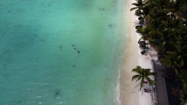 Aerial Top Showing People Indian Ocean Sandy Beach Palm Trees — ストック動画