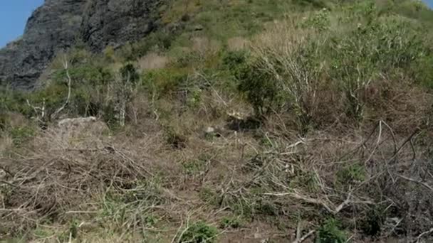 Tilt Shot Tonen Natuurlijke Berg Brathe Morne Mauritius Zonnige Dag — Stockvideo