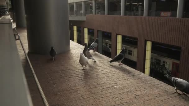 近距离拍摄的许多鸽子寻找食物和飞走在火车站 — 图库视频影像