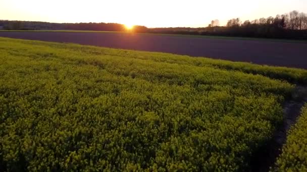 背景下 在美丽的落日的映衬下 低空飞越农业油菜田 — 图库视频影像