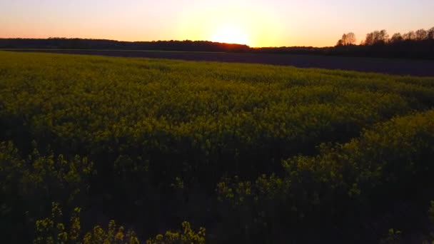 在黄色水牛场上空的空中向前飞行 背景是浪漫的落日 — 图库视频影像