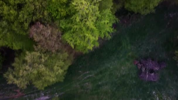 Повітряний Постріл Над Барвистими Деревами Лісі Під Час Прекрасного Весняного — стокове відео