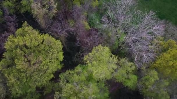 Imágenes Aéreas Drones Copas Árboles Bosque Durante Colorido Día Otoño — Vídeos de Stock