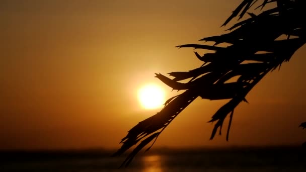 美丽的落日在海边 棕榈树在地平线上 静止不动 — 图库视频影像