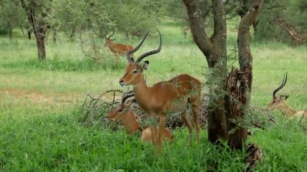 Antílope Comiendo Parque Nacional Del Serengeti Tanzania — Vídeos de Stock