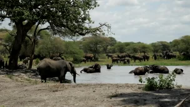 Стада Слонів Добре Бавляться Воді Національний Парк Серенгеті Танзанія — стокове відео