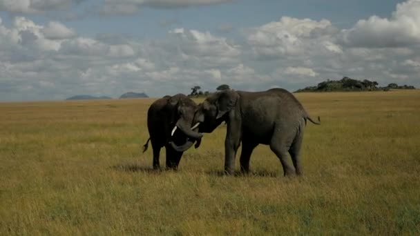 Δύο Ελέφαντες Παίζουν Στο Εθνικό Πάρκο Της Αφρικής Διασκεδάζουν Είναι — Αρχείο Βίντεο