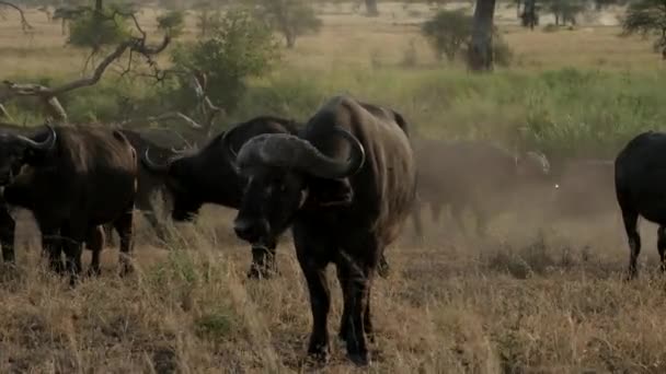 Kerbau Herd Serengeti Taman Nasional Tanzania Selama Safari — Stok Video