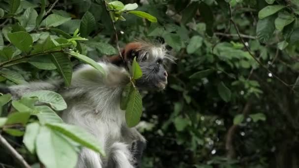 在坦赞尼亚的非洲桑给巴尔 一只猴子坐在树上 他环顾四周的森林 — 图库视频影像
