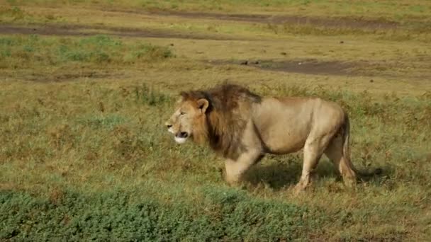 Big Lion Nationalparken Letar Efter Mat Jakten Närbild — Stockvideo