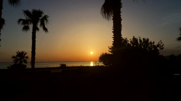 Sonnenaufgang Horizont Zwischen Schönen Palmen Frühen Morgen Auf Kreta Griechenland — Stockvideo