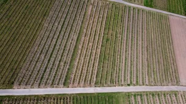 Aerial Birds Eye Shot Beautiful Vineyard Fields German Village — Vídeo de stock