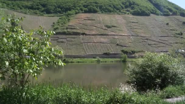 Statische Aufnahme Eines Natürlichen Flusses Mit Wunderschöner Weinbergslandschaft Der Weinregion — Stockvideo