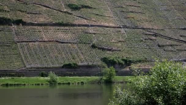 Schöne Aufnahme Eines Flusses Mit Bergauf Führenden Weinfeldern Hintergrund Deutschland — Stockvideo