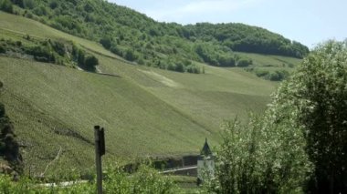 Lezzetli şaraplar için üzüm yetiştiren yeşil üzüm tarlasının panoramik görüntüsü, Almanya