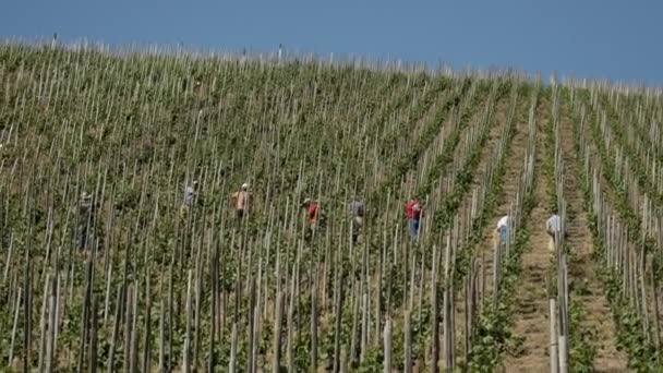 德国美丽的天气里 许多外国工人在葡萄园里采摘葡萄 — 图库视频影像