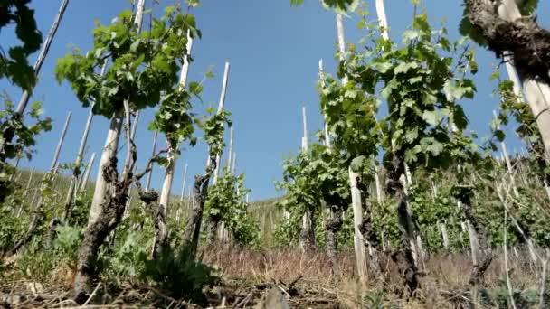 Статичний Вид Показує Виноградське Поле Виноградними Виноградними Лозами Рослинами — стокове відео