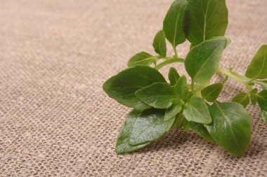 Doğal zemin üzerine taze fesleğen