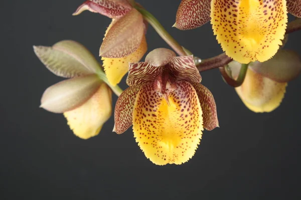 Flor de orquídea Catasetum Chuck Taylor — Fotografia de Stock