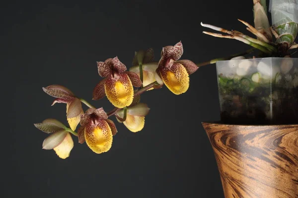 Flor de orquídea Catasetum Chuck Taylor — Foto de Stock