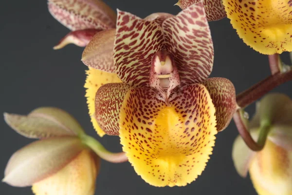 Flor de orquídea Catasetum Chuck Taylor — Foto de Stock