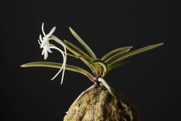 Цветок орхидеи Neofinetia falcata Gekkeian — стоковое фото