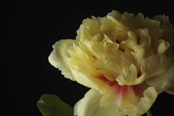 Yellow peony background — Stock Photo, Image