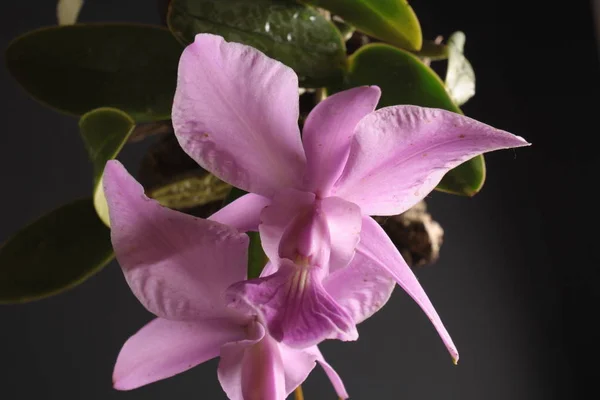 Orquídea del tipo Cattleya walkeriana — Foto de Stock