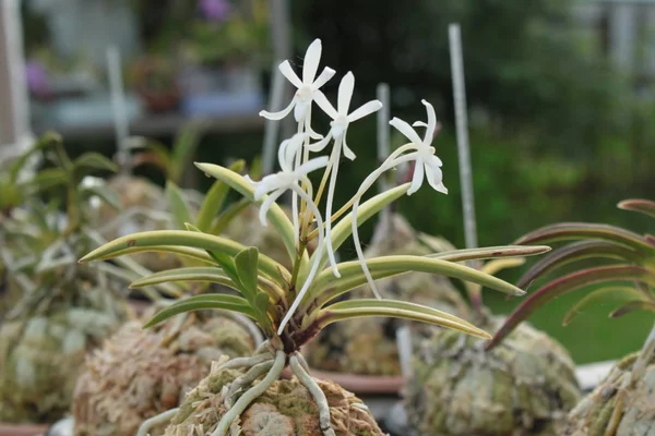 Орхидея неофинетии Фальката Фудзи-нисики — стоковое фото