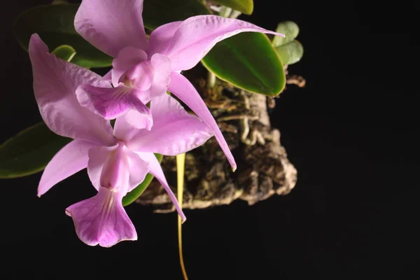 Orquídea del tipo Cattleya walkeriana — Foto de Stock