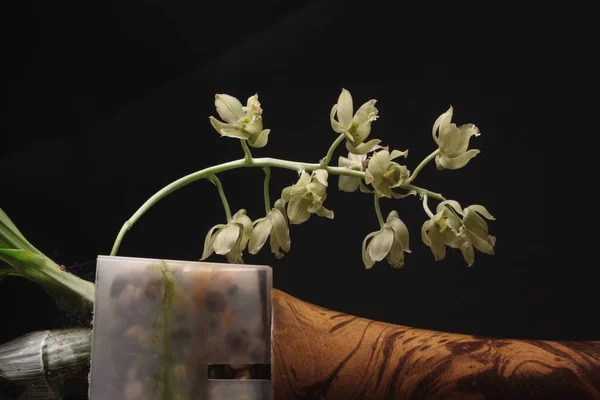 Orchidea della Clowesia dodsoniana — Foto Stock