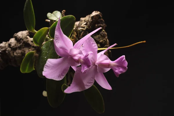 Орхидея каттлея обыкновенная — стоковое фото