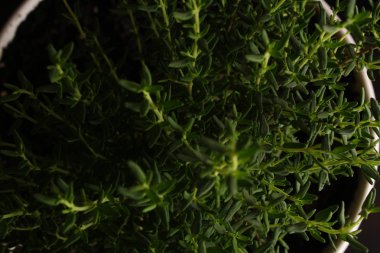 Siyah bir arka plan üzerinde bir tencerede kekik