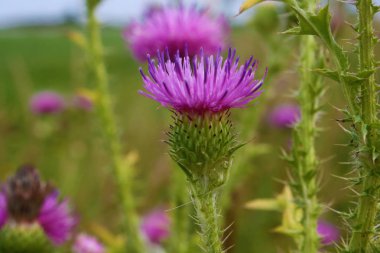 Süt thistle botanik