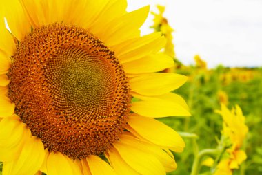 Alan ayçiçeği gökyüzü