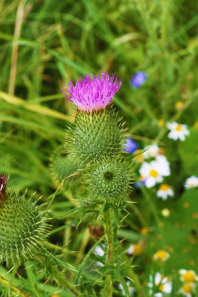 Süt thistle botanik