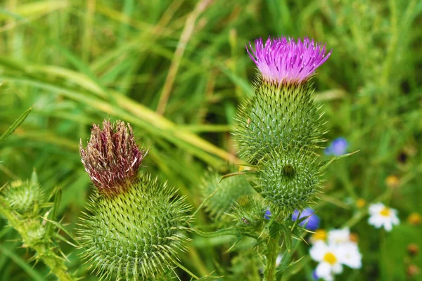 Süt thistle botanik