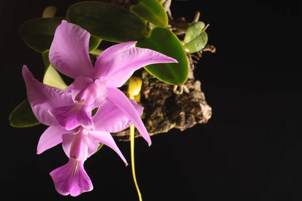 Orchid of the Cattleya walkeriana tipo — Stock Photo, Image