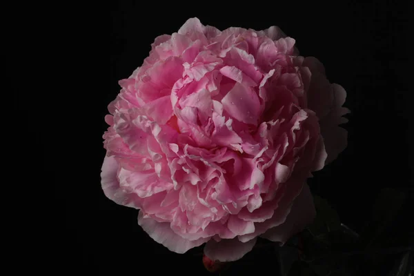 Pink peony — Stock Photo, Image