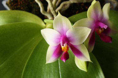 Orkide Phalaenopsis Way