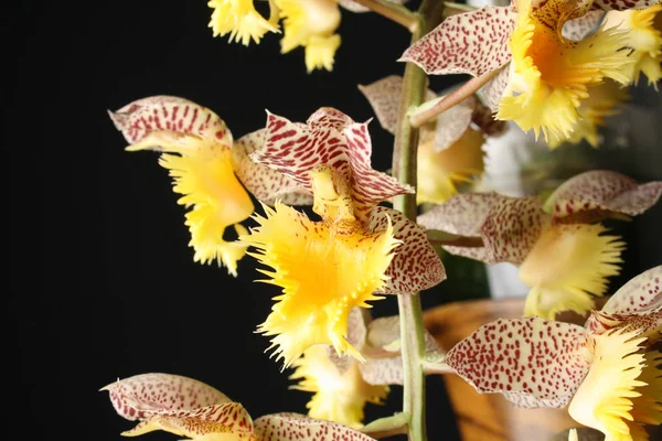 Orquídea Catasetum tigrinum o Catasetum fimbriatum — Foto de Stock