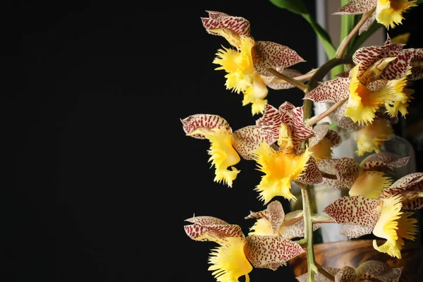 Orquídea Catasetum tigrinum o Catasetum fimbriatum — Foto de Stock