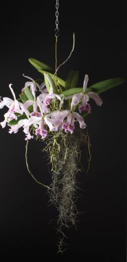 Orkide Cattleya maxima yarı-alba striata La Pedrena