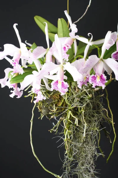Orchidea Cattleya maxima félig alba striata La Pedrena — Stock Fotó