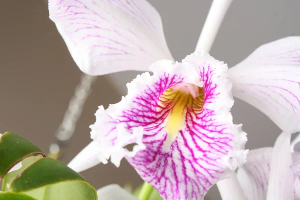 Orquídea Cattleya maxima semi-alba striata chalupa La Pedrena chalupa — Fotografia de Stock