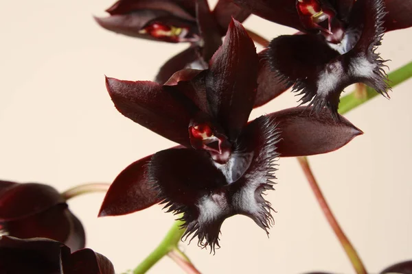 Negro orquídea Fredklarkeara encaje de medianoche — Foto de Stock