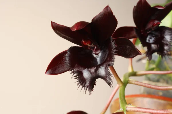 Черная орхидея Fredklarkeara Midnight Lace — стоковое фото