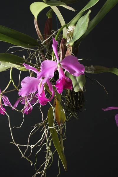 Орхидей Cattleya labiata — стоковое фото