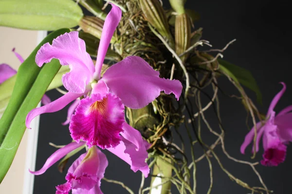Orquídea Cattleya labiata — Fotografia de Stock