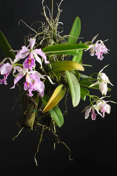 Flores de orquídea Cattleya maxima tipo — Foto de Stock